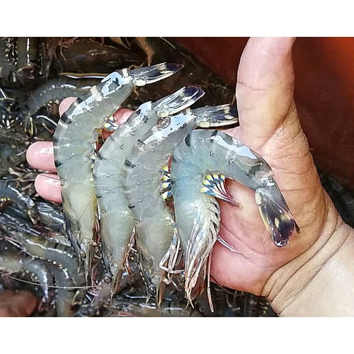 5kg of Tiger Prawn 20pcs/kg