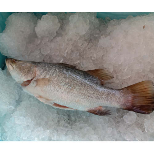 5 kg of Sea Bass in 100-199g/pcs