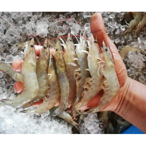 5kg of White Prawn 50-60pcs/kg