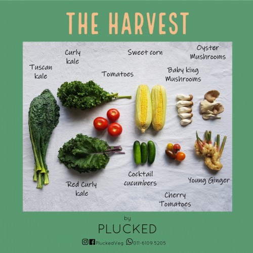 PLUCKED The Harvest Organic Pack
