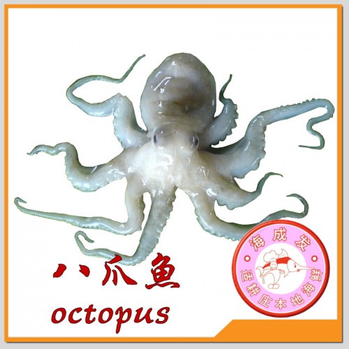 Octopus 八爪鱼 350g+/-