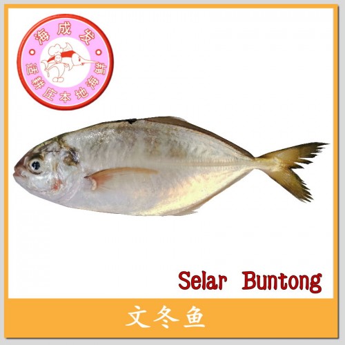 Selar Buntong 文冬鱼 1kg+-/pack