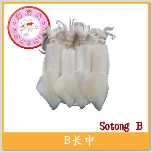 Isi Sotong B长中 450g+/-